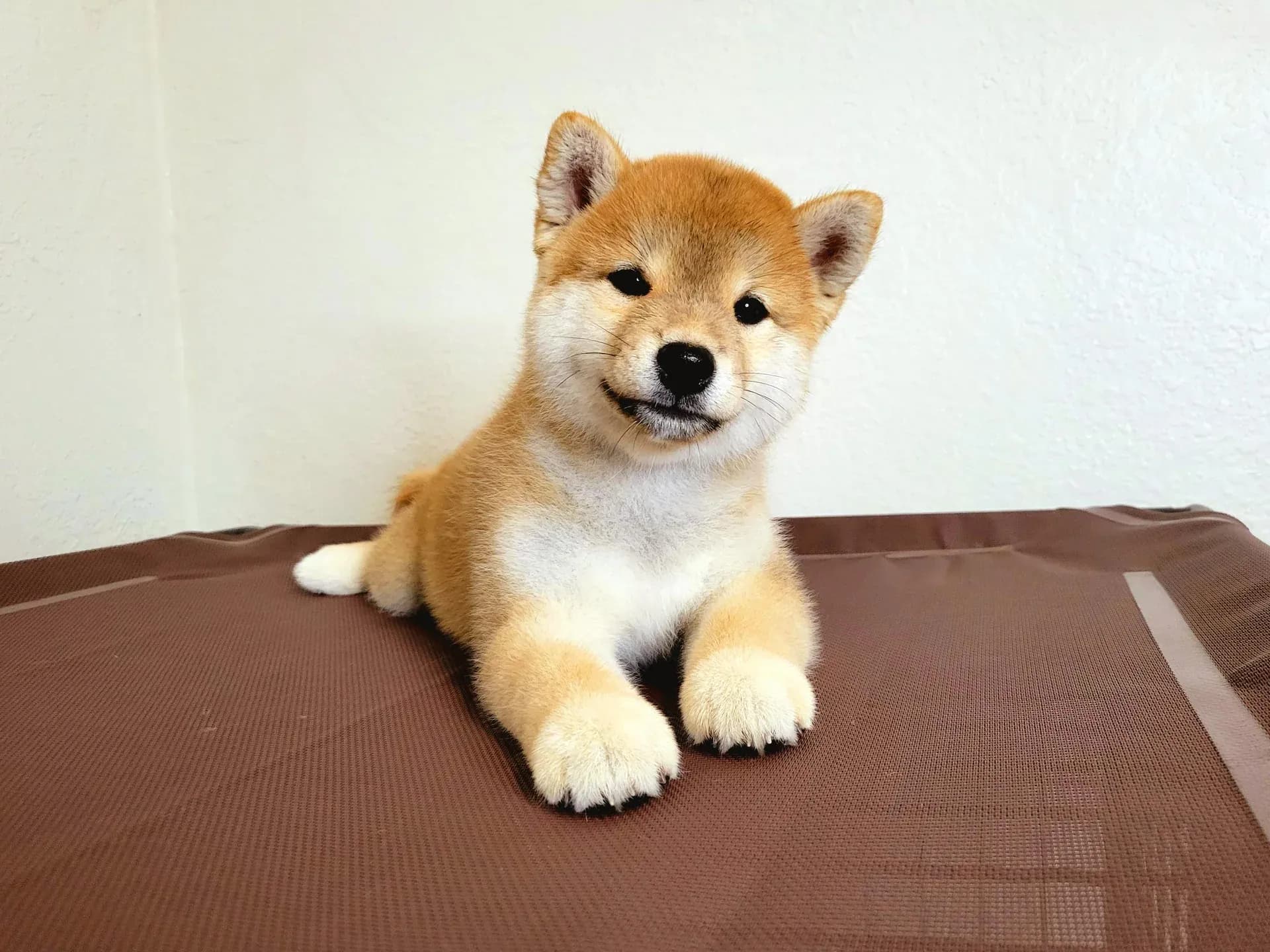 01-puppies-19429573