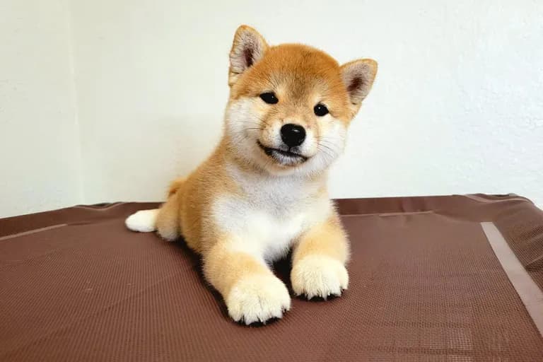 Kiko (Demo)