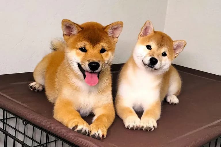 Preview Shiba Inu Litter (Demo)