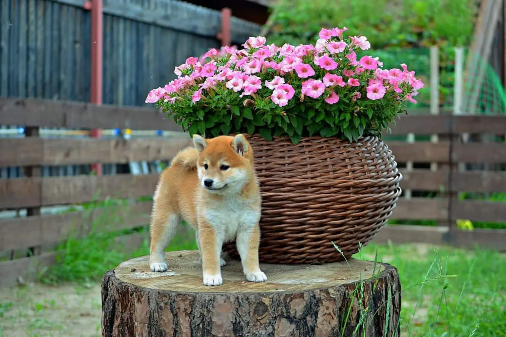 05-puppies-19429572