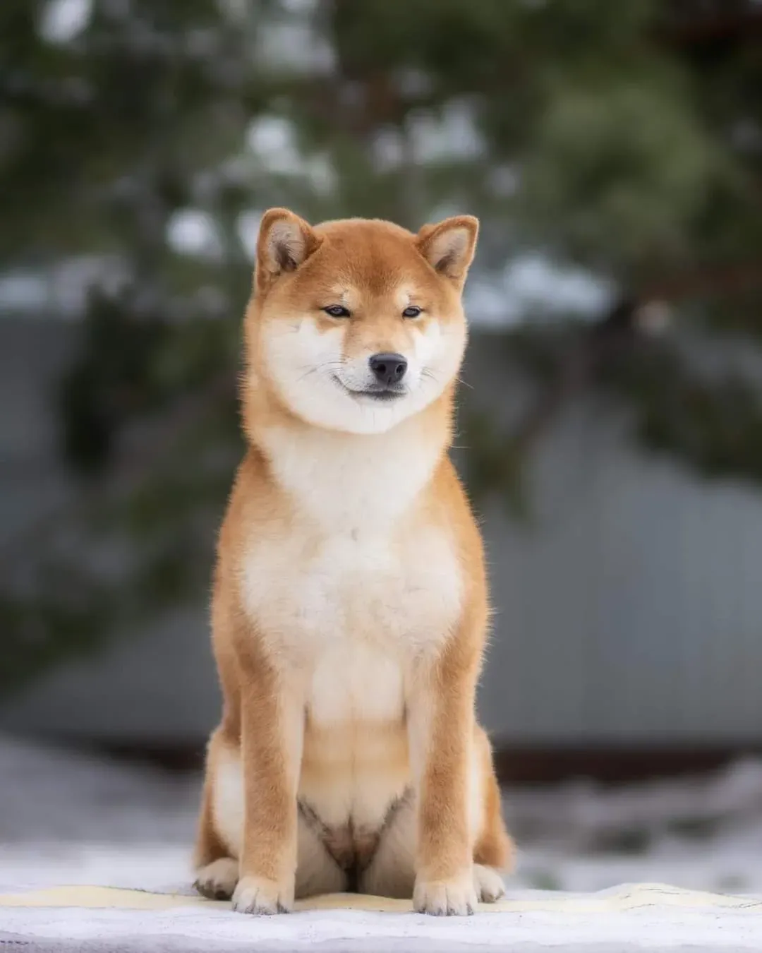 Penga