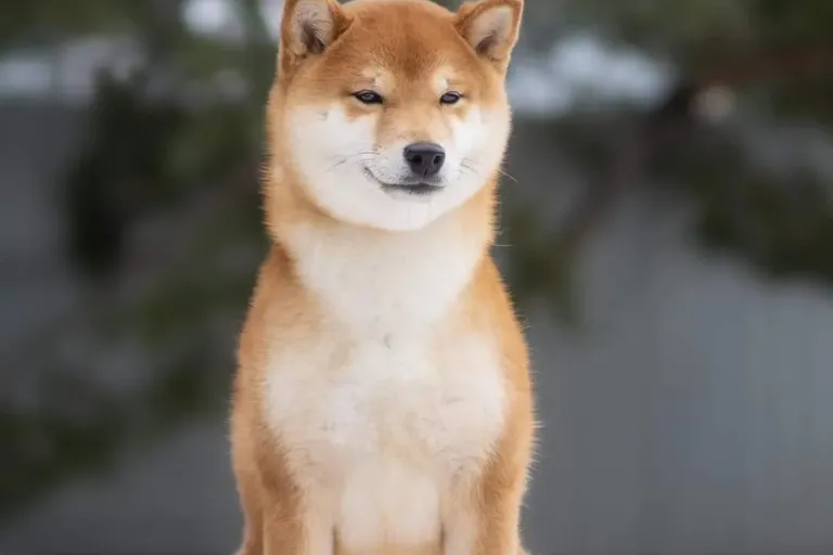 Penga